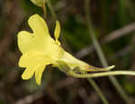 Yellow butterwort